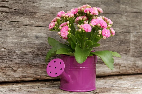 Poder de la flor sobre fondo de madera — Foto de Stock