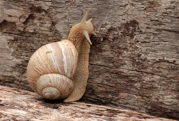 Lumaca lenta sulla strada — Foto Stock