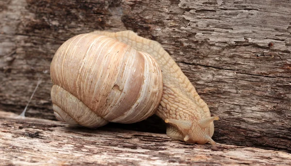 Trage slak onderweg — Stockfoto