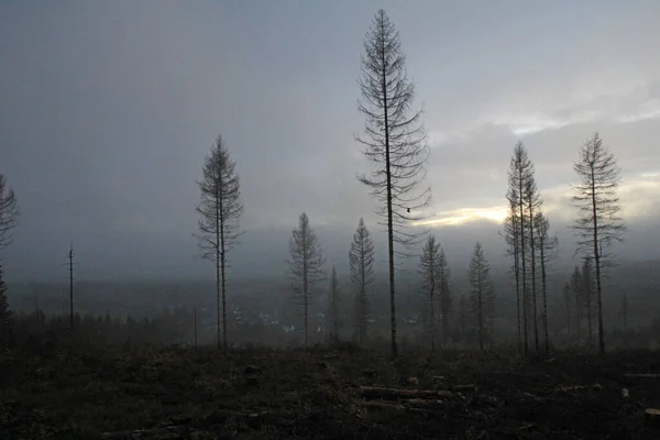 Cambiamento Climatico Visibile Nella Foresta Abeti Rossi Sul Velmerstot — Foto Stock
