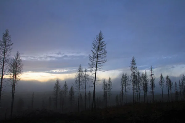 Cambiamento Climatico Visibile Nella Foresta Abeti Rossi Sul Velmerstot — Foto Stock