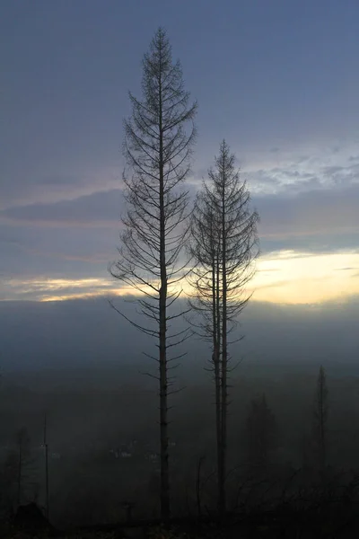 Изменение Климата Видимое Еловом Лесу Велмерстоте — стоковое фото