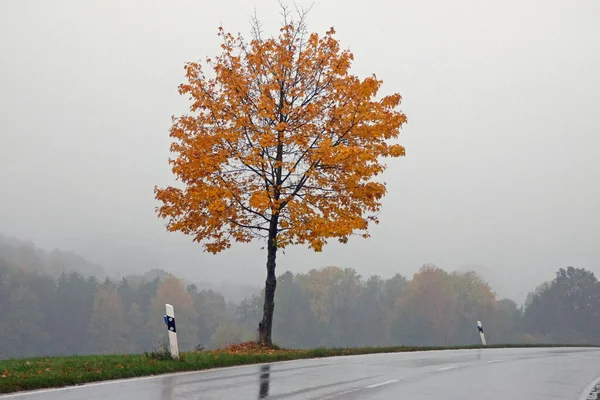 Estrada Carro Molhado Outono — Fotografia de Stock