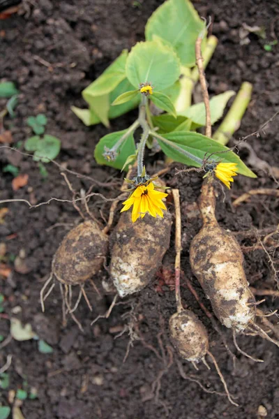 Csicsóka Helianthus Tuberosus Frissen Kiásva — Stock Fotó