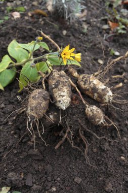 Kudüs enginarı, Helianthus tüberozusu yeni kazılmış.