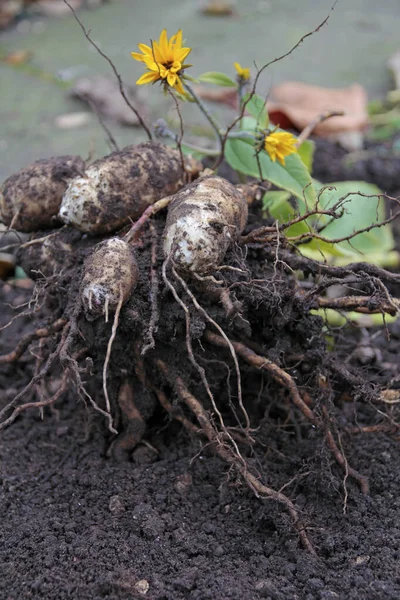 Ierusalim Anghinare Helianthus Tuberosus Proaspăt Dezgropat — Fotografie, imagine de stoc