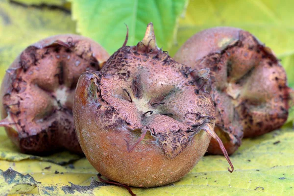 Medlar Zbliżenie Mespilus Germanica — Zdjęcie stockowe