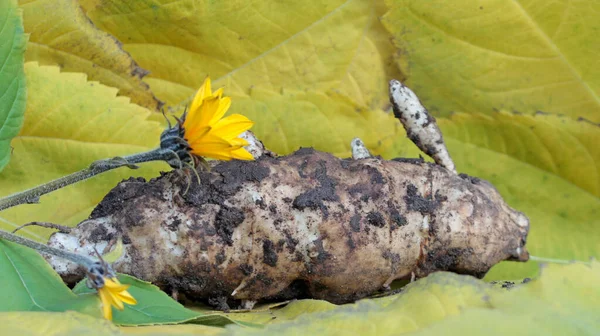 Helianthus Tuberosus Vers Opgegraven — Stockfoto