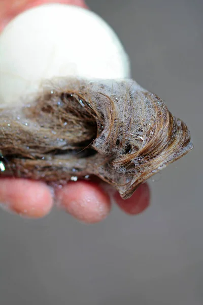 Lavar Cabelos Longos Com Shampoo Sólido Uma Forma Ambientalmente Amigável — Fotografia de Stock