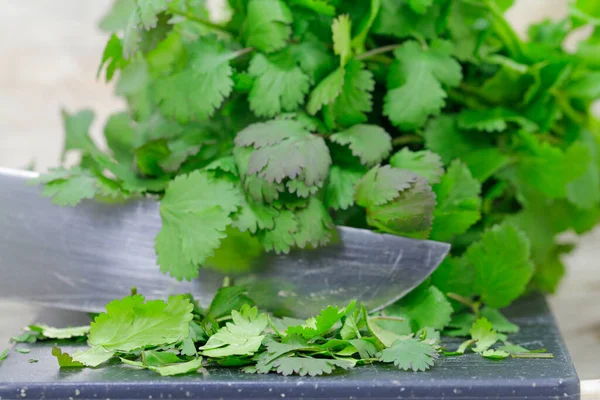 Corte Hojas Frescas Cilantro — Foto de Stock