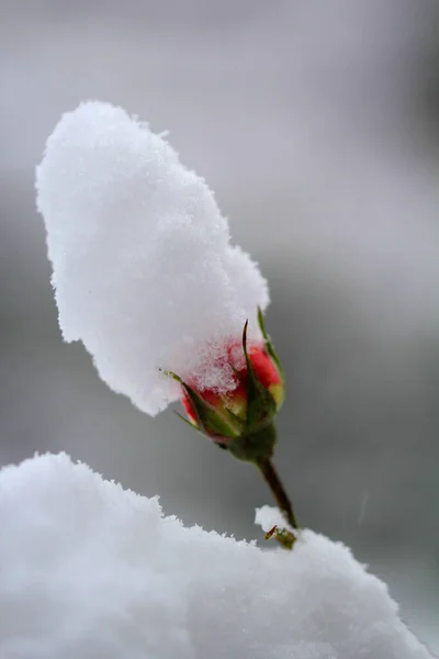 Capullo Rosa Nevado Enero 2021 — Foto de Stock