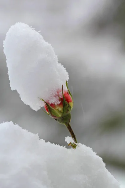 Snowed Rosebud January 2021 — Stock Photo, Image