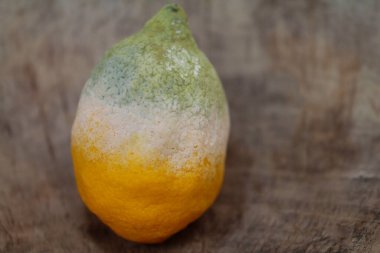 Spor taşıyıcısı, Küflü Citrus meyvesi