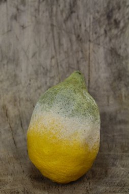 Spor taşıyıcısı, Küflü Citrus meyvesi