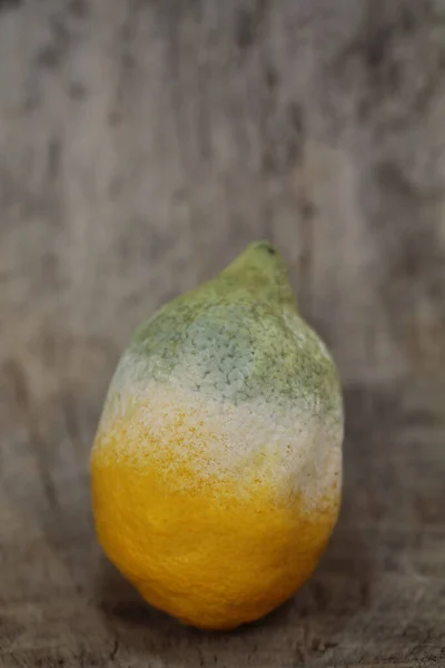 Poriëndrager Beschimmelde Citrusvruchten — Stockfoto