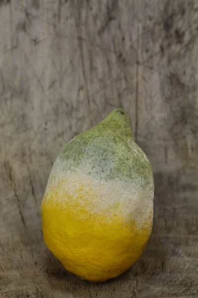 Spore Bearer Moldy Citrus Fruit — Stock Photo, Image