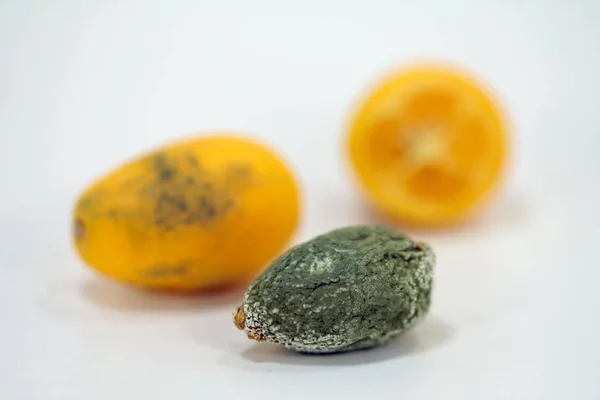 Makro Fra Moldy Kumquat Frugter - Stock-foto