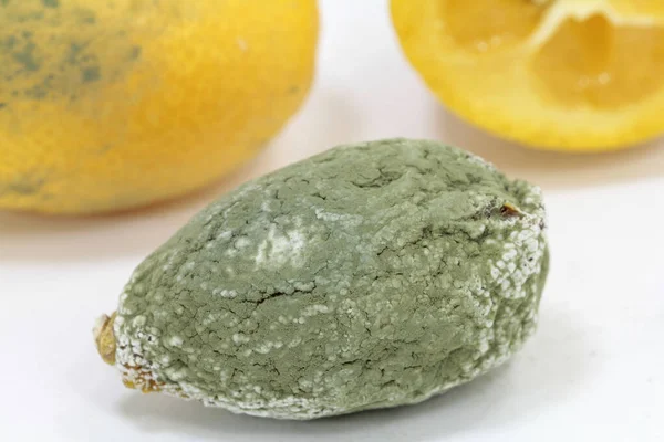 Macro Din Fructe Moldy Kumquat — Fotografie, imagine de stoc