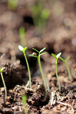  Eski tip, Zeller, Berger 'in Beyaz Balosu