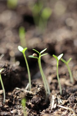  Eski tip, Zeller, Berger 'in Beyaz Balosu