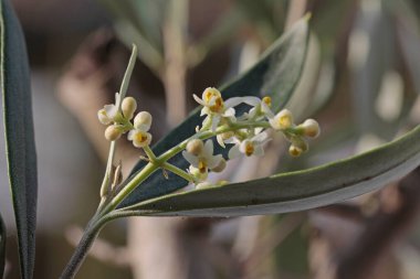  Zeytinin çiçekli dalı