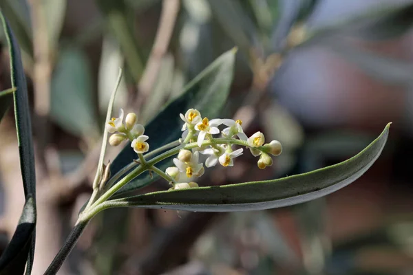 Flowering Branch Olive — Stock Photo, Image