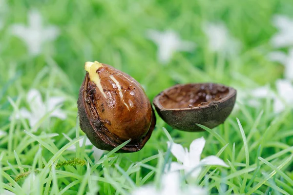 Germinating Hazelnut Shell — Stock Photo, Image