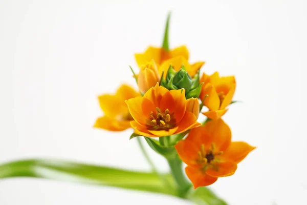 Étoile Lait Orange Isolée Sur Blanc — Photo