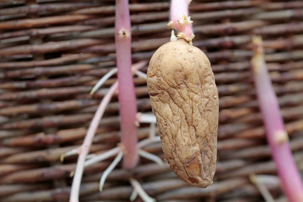 Aardappelen Ontkiemen Buiten Wickert — Stockfoto