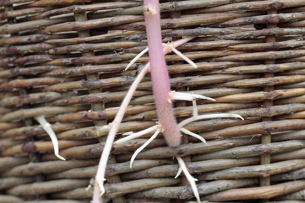 Aardappelen Ontkiemen Buiten Wickert — Stockfoto