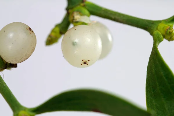 White Berry Mistletoe Shown Detail — Stock Photo, Image