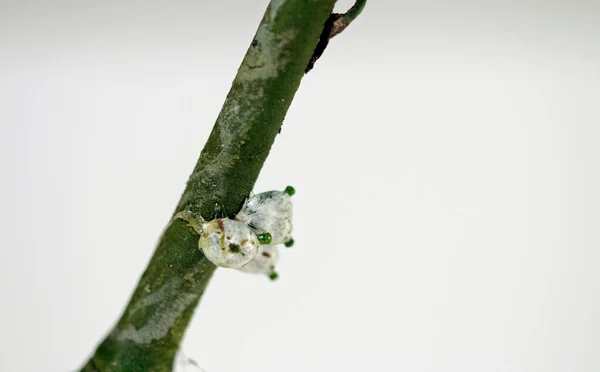 Witte Bessen Maretak Detail Weergegeven — Stockfoto