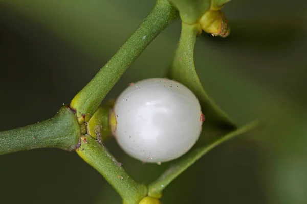 White Berry Mistletoe Shown Detail — Stock Photo, Image