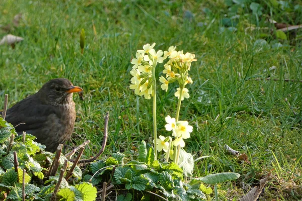 Excited Male Blackbird Hunting Ground — Stock Photo, Image