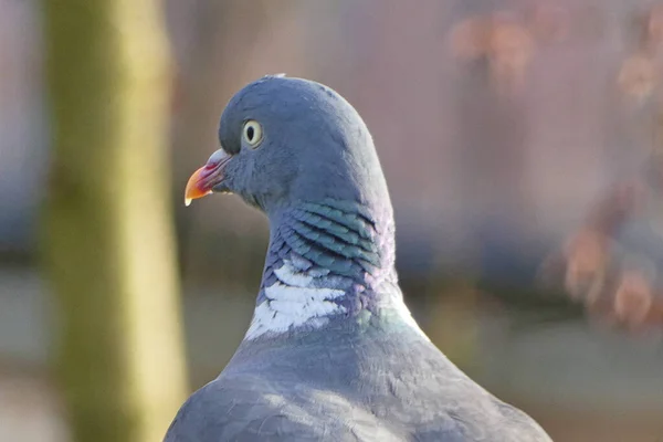 Forest Pigeons Foraging Vegetarian Food — Stock Photo, Image