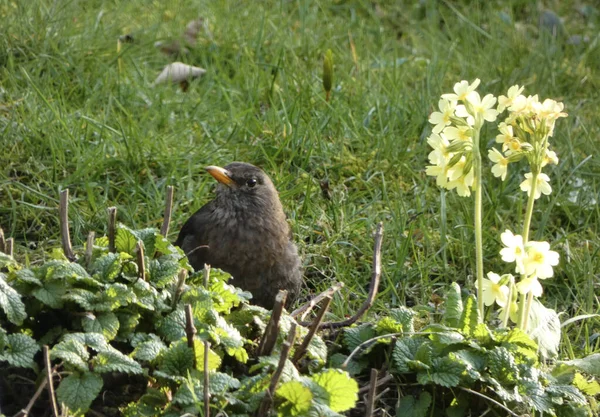 Excited Female Blackbird Hunting Ground — Stock Photo, Image