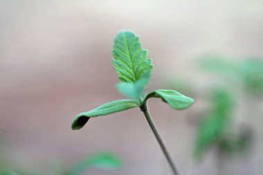Kenevir sativa var. Sativa, Endüstriyel kenevir bitkisi 