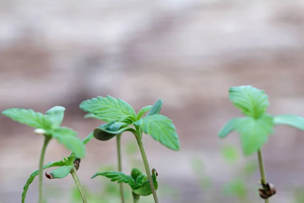 Κάνναβη Σατίβα Βάρ Sativa Βιομηχανικό Φυτό Κάνναβης — Φωτογραφία Αρχείου