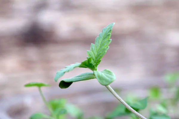 Cannabis Sativa Var Sativa Industrial Hemp Plant — Stock Photo, Image