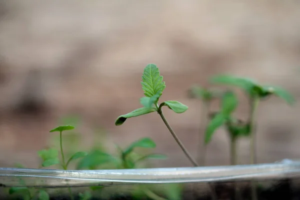 칸나비스는 슈바를 좋아한다 Sativa Industrial Hemp Plant — 스톡 사진