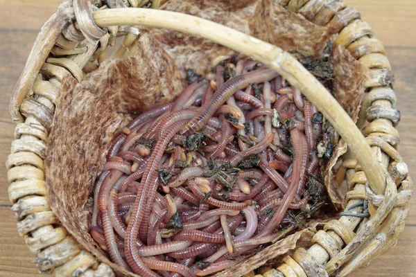 Tesoro Naturaleza Gusanos Compost Antes Del Trabajo — Foto de Stock