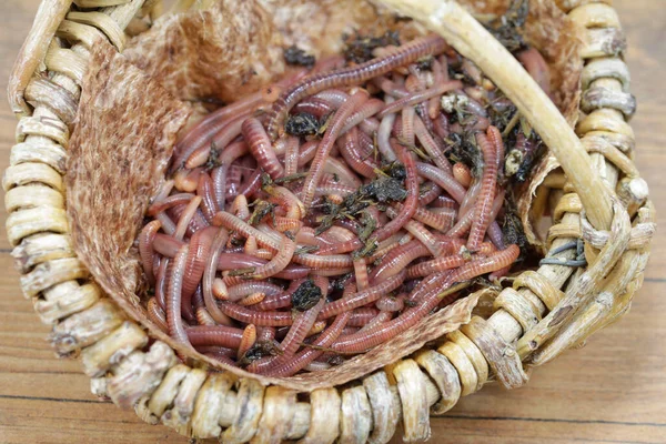 Nature Treasure Compost Worms Work — Stock Photo, Image