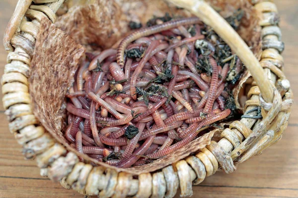 Tesoro Della Natura Vermi Compost Prima Del Lavoro — Foto Stock