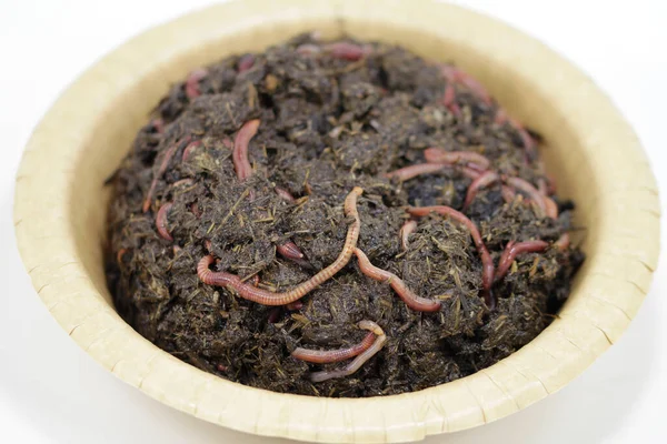 Der Schatz Der Natur Kompostwürmer Vor Der Arbeit — Stockfoto