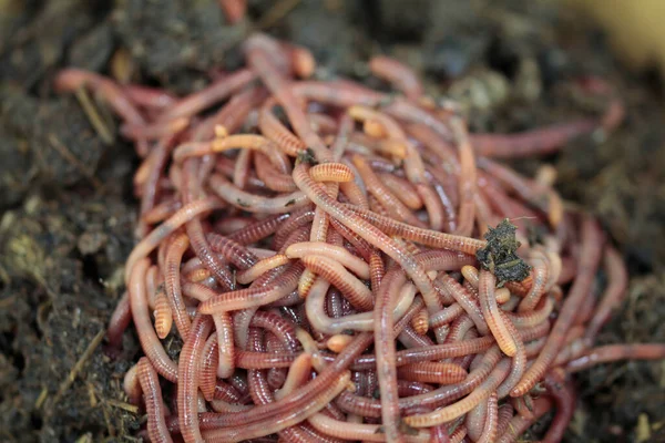 Natuurschat Compostwormen Voor Het Werk — Stockfoto