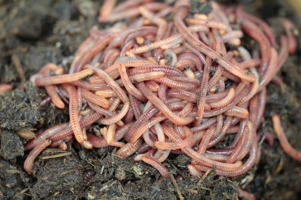 Nature Treasure Compost Worms Work — Stock Photo, Image