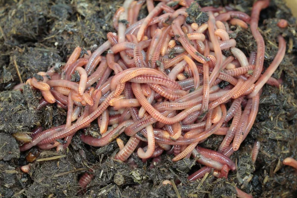 Nature Treasure Compost Worms Work — Stock Photo, Image