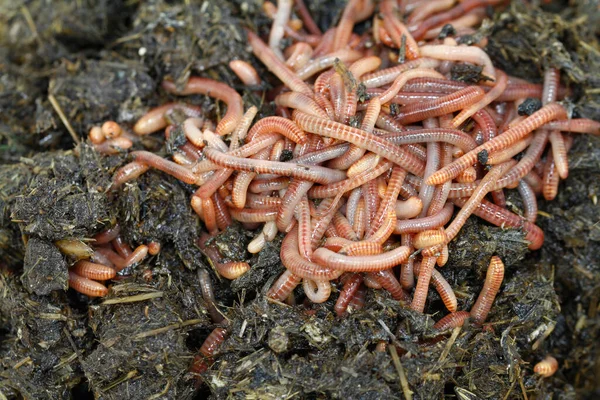 大自然的宝藏 工作前堆肥蚯蚓 — 图库照片