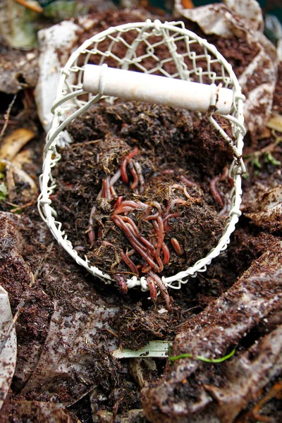 Natuurschat Compostwormen Voor Het Werk — Stockfoto