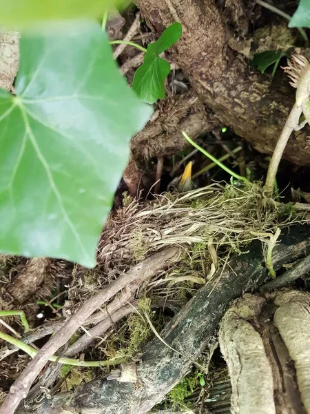 Tordo Nero Femmina Sul Nido Edera — Foto Stock